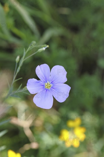 Flax (Linum usitatissimum), blue flower, medicinal plant, Wilnsdorf, North Rhine-Westphalia, Germany