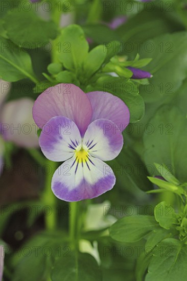 Horned violets (Viola cornuta hybrid), pansies, plants, flowers, violets, Wilnsdorf, North Rhine-Westphalia, Germany