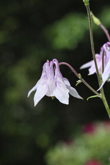 Common columbine (Aquilegia vulgaris), white flower on the edge of the forest, dark background, Wilnsdorf, North Rhine-Westphalia, Germany