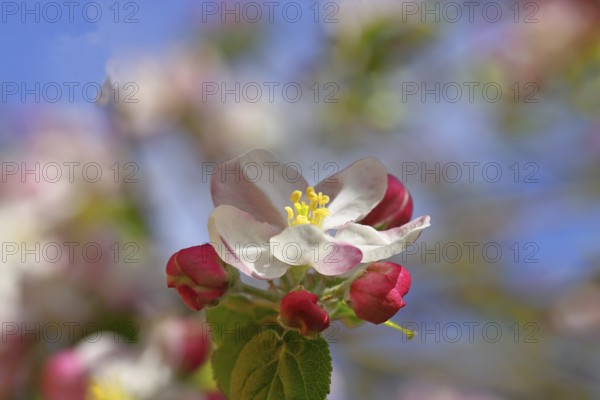 Apple blossoms (Malus), red flowers that are still closed and white open flowers with bokeh in the background, close-up, Wilnsdorf, North Rhine-Westphalia, Germany