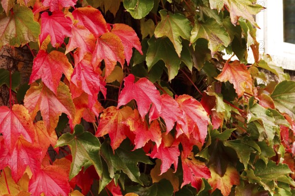 Wild wine leaves glowing in autumn colors, October, Germany