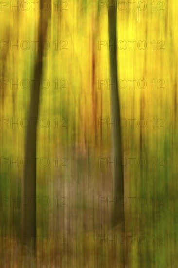 Autumn forest, abstract, October, Germany