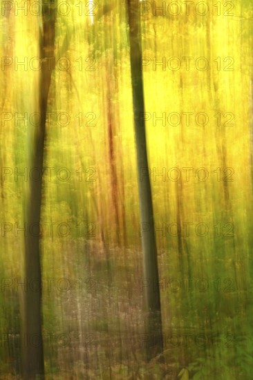 Autumn forest, abstract, October, Germany