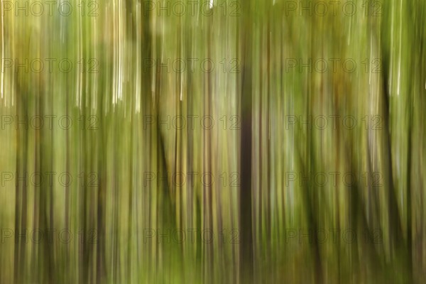 Autumn forest, abstract, October, Germany