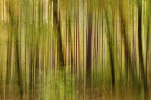 Autumn forest, abstract, October, Germany