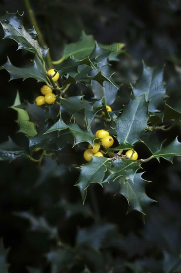 Ilex, autumn time, Germany