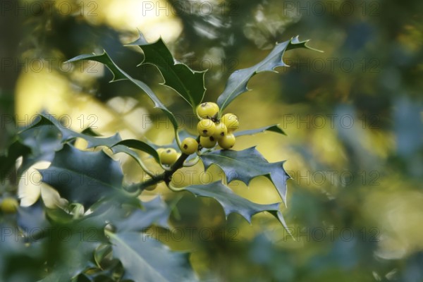 Ilex, autumn time, Germany