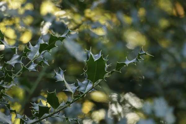 Ilex, autumn time, Germany