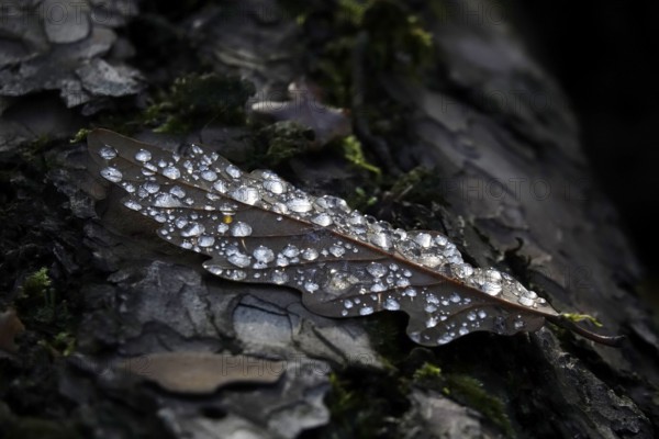 Autumn leaf with drops of water, Germany