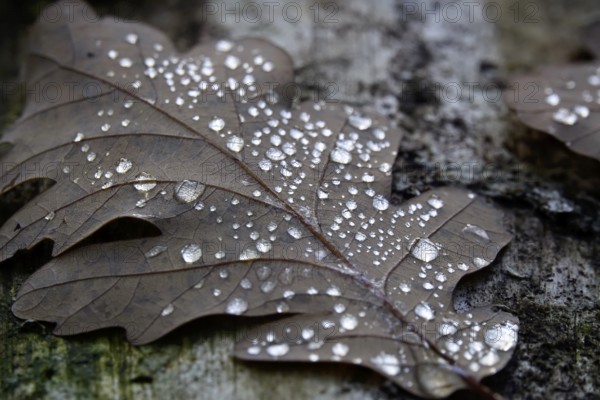 Autumn leaf with drops of water, Germany