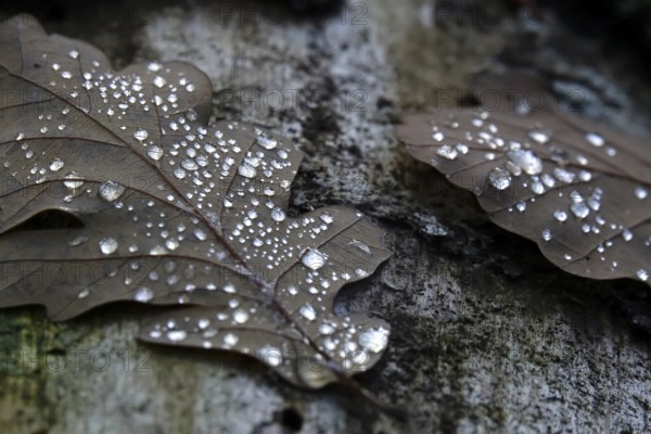 Autumn leaves with drops of water, Germany