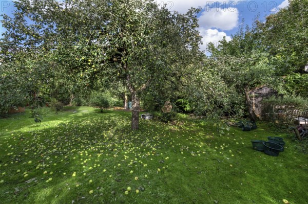 Shaken apples under the apple tree (Malus), Lauf an der Pegnitz, Middle Franconia, Bavaria, Germany
