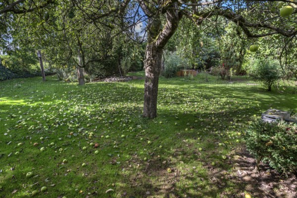 Shaken apples under the apple tree (Malus), Lauf an der Pegnitz, Middle Franconia, Bavaria, Germany