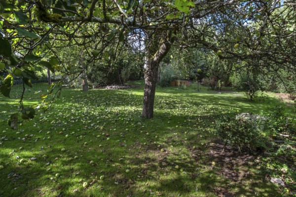 Shaken apples under the apple tree (Malus), Lauf an der Pegnitz, Middle Franconia, Bavaria, Germany