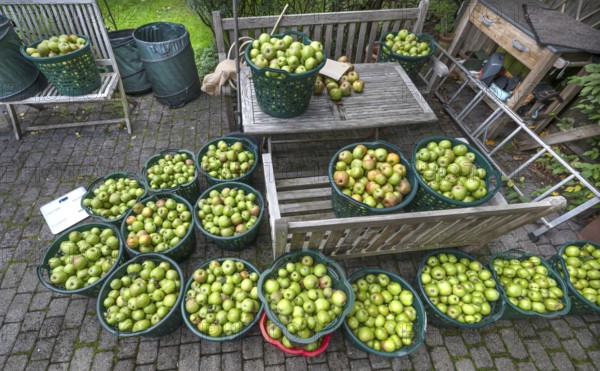 Apple earns (Malus), apples collected in baskets, Lauf an der Pegnitz, Middle Franconia, Bavaria, Germany