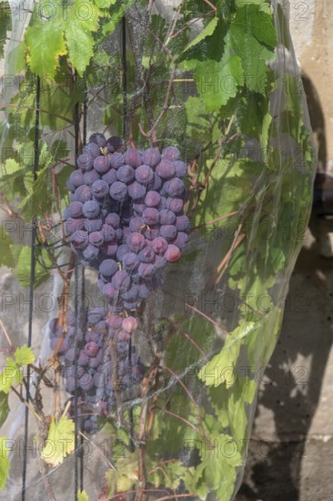 Vine with grapes with a net protected against birds, Hannberg, Middle Franconia, Bavaria, Germany
