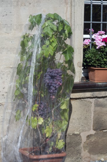 Vine with grapes with a net protected against birds, Hannberg, Middle Franconia, Bavaria, Germany