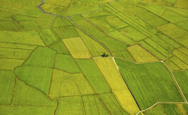 Fields in the polder land, drainage ditches in the marshes, green landscape, Bunde unified municipality in the East Frisian district of Leer, Emsland, Lower Saxony, Germany, Bunde, Europe, aerial view, birds-eyes view, aerial photography, aerial photography, overview, bird's eye view
