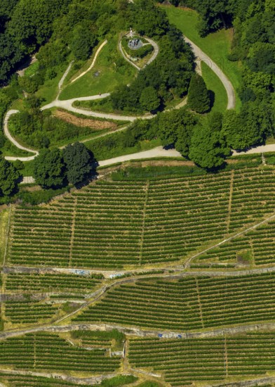 Viticulture at Freiburg Schlossberg in Oberau, Ludwigshöhe, Freiburg im Breisgau, Breisgau, Baden-Württemberg, Germany, Europe, aerial view, birds-eyes view, aerial photography, aerial photography, overview, bird's eye view, university city, trinational metropolitan region Upper Rhine