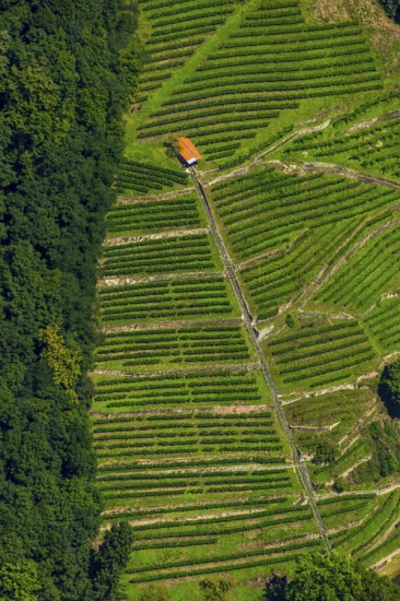 Viticulture at the Freiburg Schlossberg in the Oberau, Freiburg im Breisgau, Breisgau, Baden-Württemberg, Germany, Europe, aerial view, birds-eyes view, aerial photography, aerial photography, overview, bird's eye view, university city, trinational metropolitan region Upper Rhine
