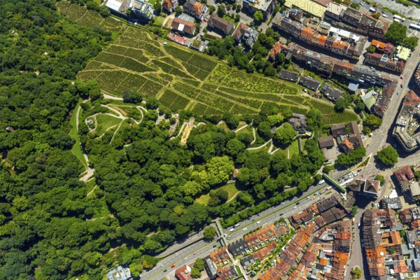 Viticulture at Freiburg Schlossberg in Oberau, Ludwigshöhe, Freiburg im Breisgau, Breisgau, Baden-Württemberg, Germany, Europe, aerial view, birds-eyes view, aerial photography, aerial photography, overview, bird's eye view, university city, trinational metropolitan region Upper Rhine