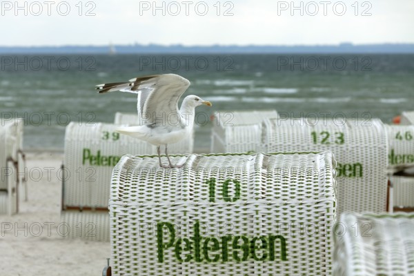 Jetty with beach chairs, seagull, Grömitz, Baltic Sea, Schleswig-Holstein, Germany, Europe, aerial view, birds-eyes view, aerial photography, aerial photography, overview, bird's eye view