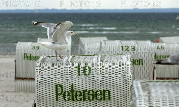 Jetty with beach chairs, seagull, Grömitz, Baltic Sea, Schleswig-Holstein, Germany, Europe, aerial view, birds-eyes view, aerial photography, aerial photography, overview, bird's eye view