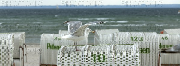 Jetty with beach chairs, seagull, Grömitz, Baltic Sea, Schleswig-Holstein, Germany, Europe, aerial view, birds-eyes view, aerial photography, aerial photography, overview, bird's eye view