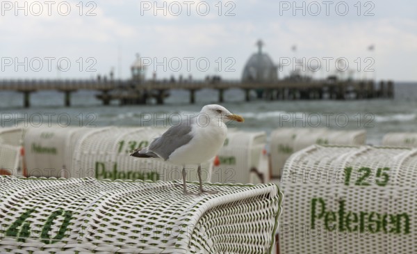 Jetty with beach chairs, seagull, Grömitz, Baltic Sea, Schleswig-Holstein, Germany, Europe, aerial view, birds-eyes view, aerial photography, aerial photography, overview, bird's eye view