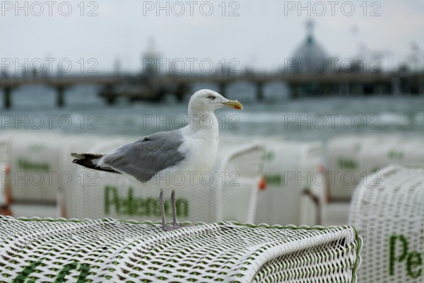 Jetty with beach chairs, seagull, Grömitz, Baltic Sea, Schleswig-Holstein, Germany, Europe, aerial view, birds-eyes view, aerial photography, aerial photography, overview, bird's eye view