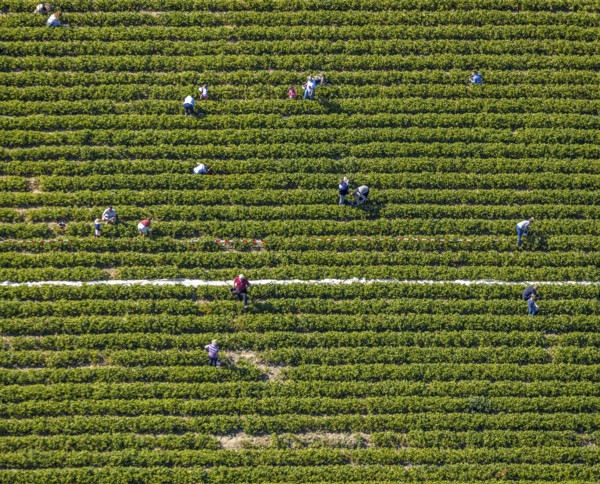 Aerial view, strawberry fields, Elberfelder Straße, Gennebreck, Sprockhövel, Ruhr area, North Rhine-Westphalia, Germany, DE, Ennepe-Ruhr-Kreis, strawberry picking, harvest workers, Europe, vegetables, aerial view, aerial photography, aerial photography, fruit, overview, bird's-eye view, overview