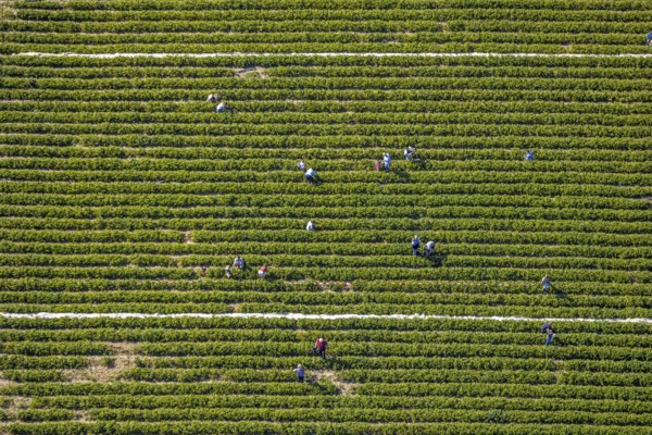 Aerial view, strawberry fields, Elberfelder Straße, Gennebreck, Sprockhövel, Ruhr area, North Rhine-Westphalia, Germany, DE, Ennepe-Ruhr-Kreis, strawberry picking, harvest workers, Europe, vegetables, aerial view, aerial photography, aerial photography, fruit, overview, bird's-eye view, overview