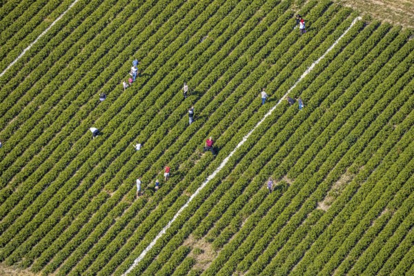 Aerial view, strawberry fields, Elberfelder Straße, Gennebreck, Sprockhövel, Ruhr area, North Rhine-Westphalia, Germany, DE, Ennepe-Ruhr-Kreis, strawberry picking, harvest workers, Europe, vegetables, aerial view, aerial photography, aerial photography, fruit, overview, bird's-eye view, overview