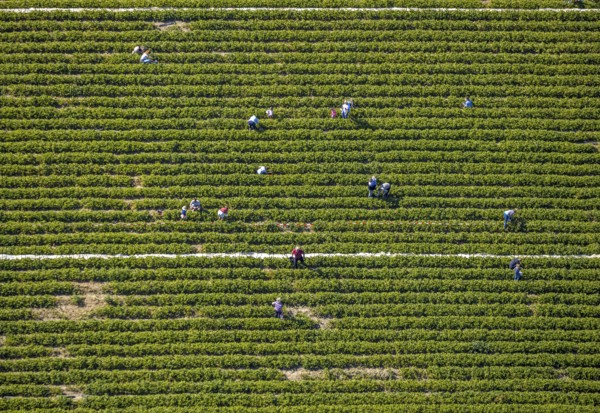 Aerial view, strawberry fields, Elberfelder Straße, Gennebreck, Sprockhövel, Ruhr area, North Rhine-Westphalia, Germany, DE, Ennepe-Ruhr-Kreis, strawberry picking, harvest workers, Europe, vegetables, aerial view, aerial photography, aerial photography, fruit, overview, bird's-eye view, overview