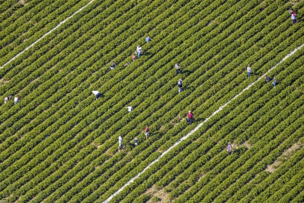 Aerial view, strawberry fields, Elberfelder Straße, Gennebreck, Sprockhövel, Ruhr area, North Rhine-Westphalia, Germany, DE, Ennepe-Ruhr-Kreis, strawberry picking, harvest workers, Europe, vegetables, aerial view, aerial photography, aerial photography, fruit, overview, bird's-eye view, overview