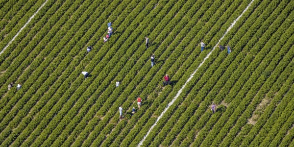 Aerial view, strawberry fields, Elberfelder Straße, Gennebreck, Sprockhövel, Ruhr area, North Rhine-Westphalia, Germany, DE, Ennepe-Ruhr-Kreis, strawberry picking, harvest workers, Europe, vegetables, aerial view, aerial photography, aerial photography, fruit, overview, bird's-eye view, overview