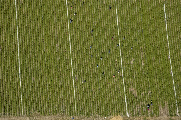 Aerial view, strawberry fields, Elberfelder Straße, Gennebreck, Sprockhövel, Ruhr area, North Rhine-Westphalia, Germany, DE, Ennepe-Ruhr-Kreis, strawberry picking, harvest workers, Europe, vegetables, aerial view, aerial photography, aerial photography, fruit, overview, bird's-eye view, overview