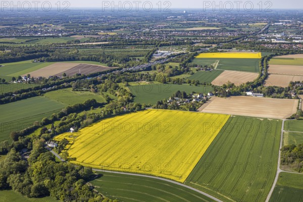 Aerial view, rape fields at the Massener Heide, motorway A1, Unna, Ruhr area, North Rhine-Westphalia, Germany, DE, Europe, distant view, shapes and colours, aerial view, aerial photography, aerial photography, natural landscape, overview, bird's-eye view, overview