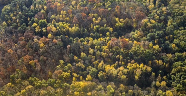 Aerial view, forest area, Möllen, Voerde, Ruhr area, North Rhine-Westphalia, Germany, DE, Europe, shapes and colours, aerial view, aerial photography, aerial photography, mixed forest, overview, bird's eye view, birds-eyes view, overview