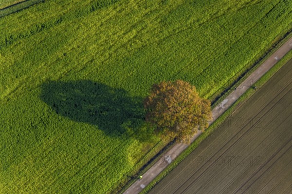 Aerial photo, field, meadow, field, field path with a tree, autumn leaves, Nordkirchen, Münsterland, North Rhine-Westphalia, Germany, DE, Europe, birds-eyes view, aerial view, aerial photography, aerial photography, overview, bird's eye view, agriculture, farming