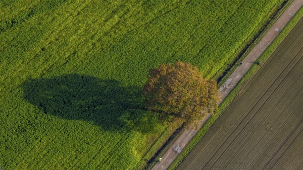 Aerial photo, field, meadow, field, field path with a tree, autumn leaves, Nordkirchen, Münsterland, North Rhine-Westphalia, Germany, DE, Europe, birds-eyes view, aerial view, aerial photography, aerial photography, overview, bird's eye view, agriculture, farming