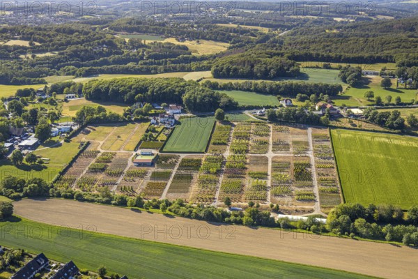 Aerial view, tree plots, tree nursery Wittener Straße 206, Ostholt, Hiddinghausen, Sprockhövel, Ruhr area, North Rhine-Westphalia, Germany, tree nursery, DE, Ennepe-Ruhr-Kreis, Europe, shapes and colours, green trees, aerial view, aerial photography, aerial photography, plots, overview, bird's-eye view, growth, birds-eyes view, overview