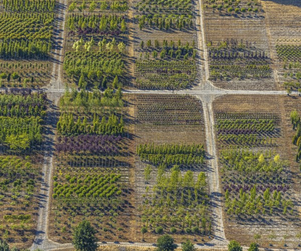 Aerial view, tree plots, tree nursery Wittener Straße 206, Ostholt, Hiddinghausen, Sprockhövel, Ruhr area, North Rhine-Westphalia, Germany, tree nursery, DE, Ennepe-Ruhr-Kreis, Europe, shapes and colours, green trees, aerial view, aerial photography, aerial photography, plots, overview, bird's-eye view, growth, birds-eyes view, overview