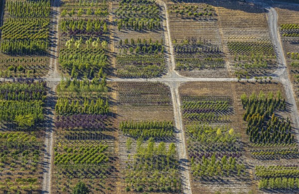 Aerial view, tree plots, tree nursery Wittener Straße 206, Ostholt, Hiddinghausen, Sprockhövel, Ruhr area, North Rhine-Westphalia, Germany, tree nursery, DE, Ennepe-Ruhr-Kreis, Europe, shapes and colours, green trees, aerial view, aerial photography, aerial photography, plots, overview, bird's-eye view, growth, birds-eyes view, overview