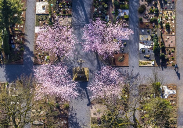 Aerial view, park cemetery, Rota winter cherry, Prunus subhirtella, flowering trees, cross, cross statue, cemetery cross, Werl, North Rhine-Westphalia, Germany