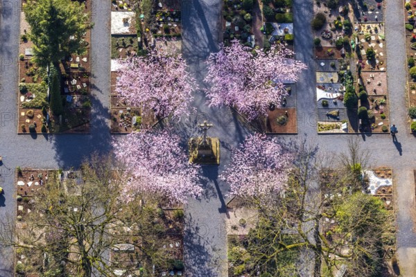 Aerial view, park cemetery, Rota winter cherry, Prunus subhirtella, flowering trees, cross, cross statue, cemetery cross, Werl, North Rhine-Westphalia, Germany