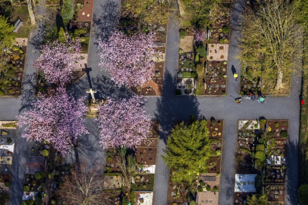 Aerial view, park cemetery, Rota winter cherry, Prunus subhirtella, flowering trees, cross, cross statue, cemetery cross, Werl, North Rhine-Westphalia, Germany