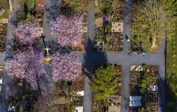Aerial view, park cemetery, Rota winter cherry, Prunus subhirtella, flowering trees, cross, cross statue, cemetery cross, Werl, North Rhine-Westphalia, Germany