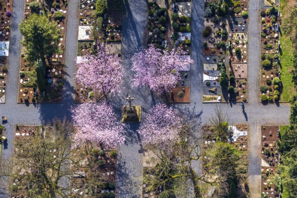 Aerial view, park cemetery, Rota winter cherry, Prunus subhirtella, flowering trees, cross, cross statue, cemetery cross, Werl, North Rhine-Westphalia, Germany