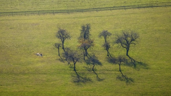 Aerial view, trees in a meadow, Schmallenberg, Sauerland, North Rhine-Westphalia, Germany, Am Stenn, Auf dem Aberg, trees, DE, Europe, aerial view, aerial photography, aerial photography, shadow cast, overview, bird's-eye view, overview